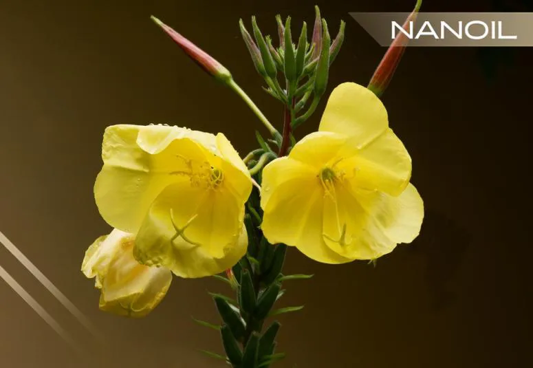 Nattlysolje - vakre krefter fra gule blomster